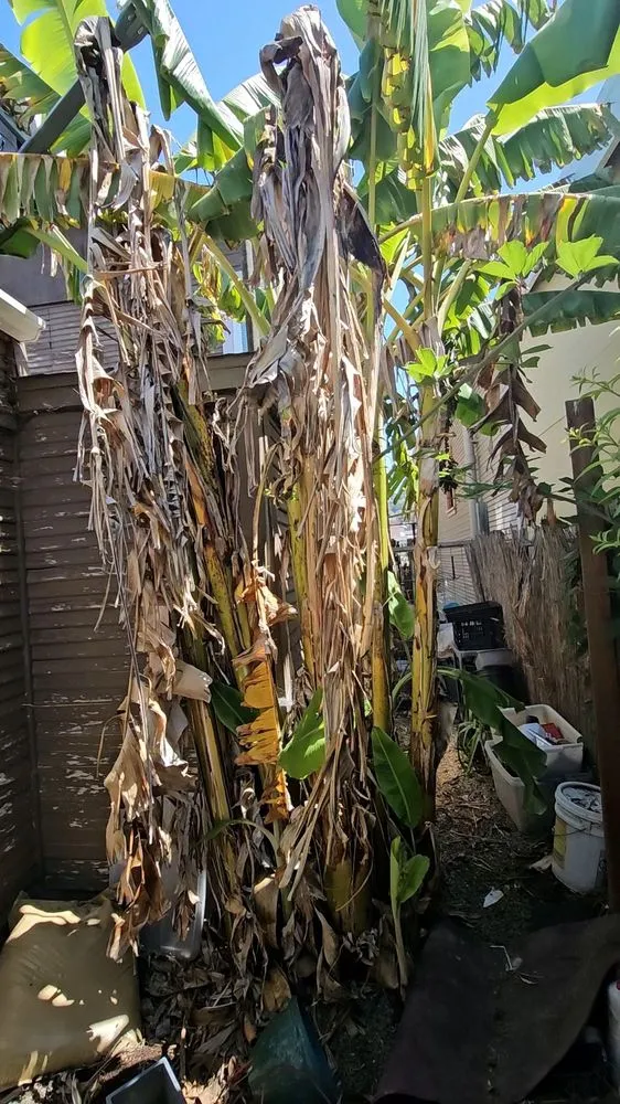 Affordable landscaping services for residential properties across Oakland, CA - Perez Tree Service