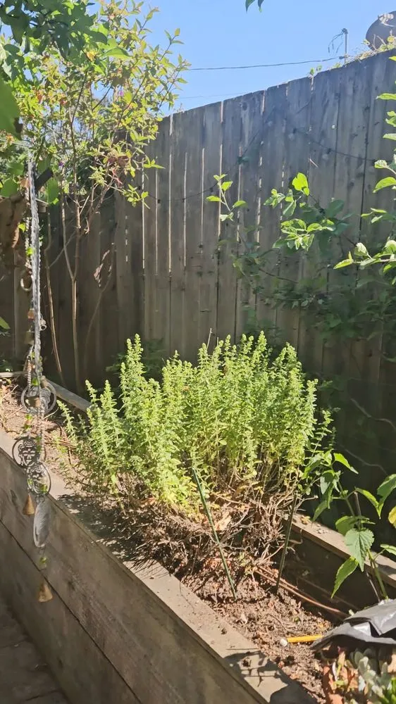 Professional yard maintenance near you across Oakland, CA - Perez Tree Service