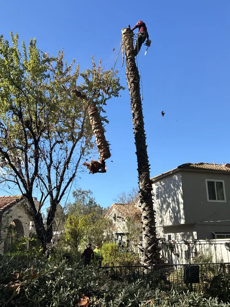 Professional lawn care service in Perris, CA - Perez tree service