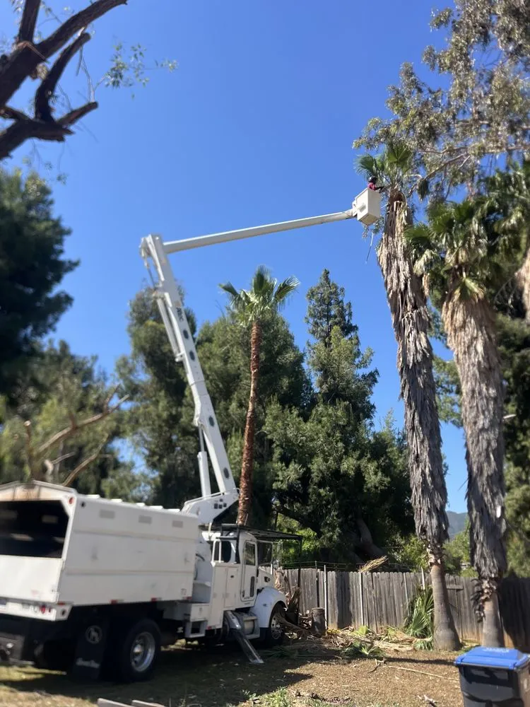 Professional lawn care service in Perris, CA - Perez tree service