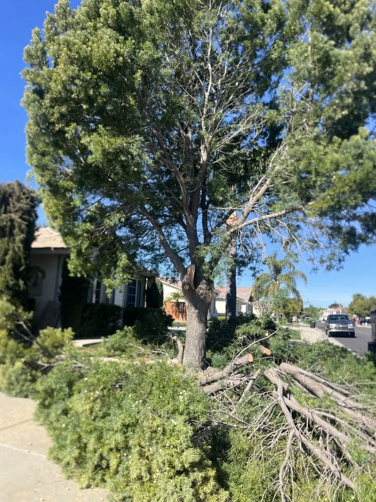Expert outdoor landscaping for year-round maintenance across Perris, CA - Perez tree service