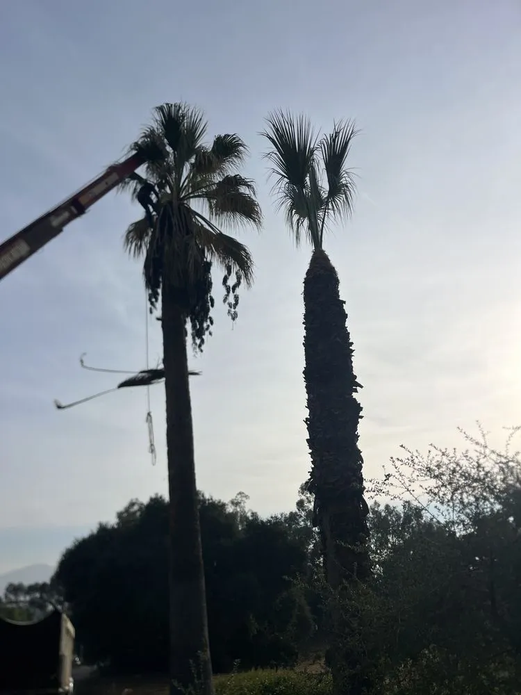 Reliable lawn care service experts serving Perris, CA - Perez tree service