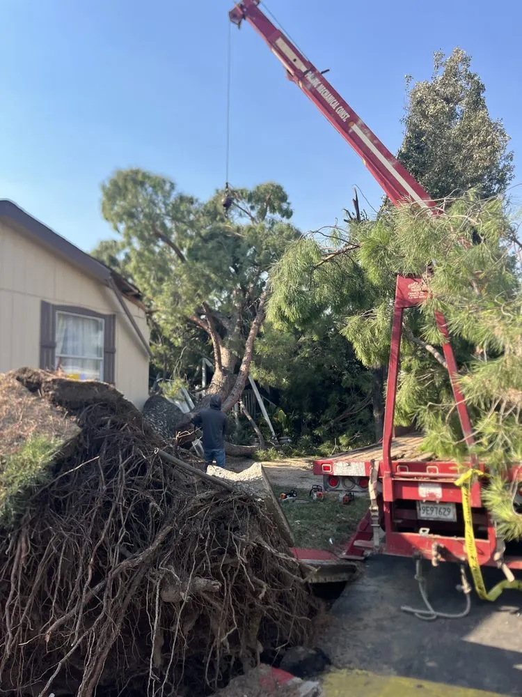 Top-rated landscape design in Perris, CA by Perez tree service