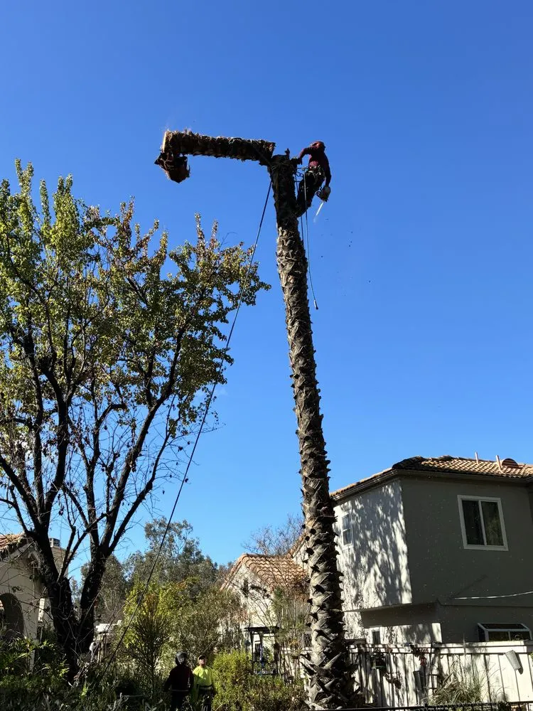 Local residential landscaping in Perris, CA by Perez tree service