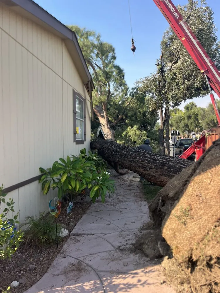 Top-rated yard maintenance near you in Perris, CA by Perez tree service