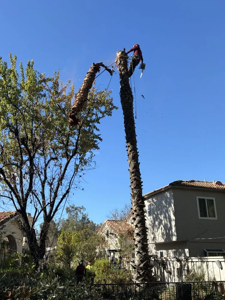 Reliable landscape installation in Perris, CA by Perez tree service
