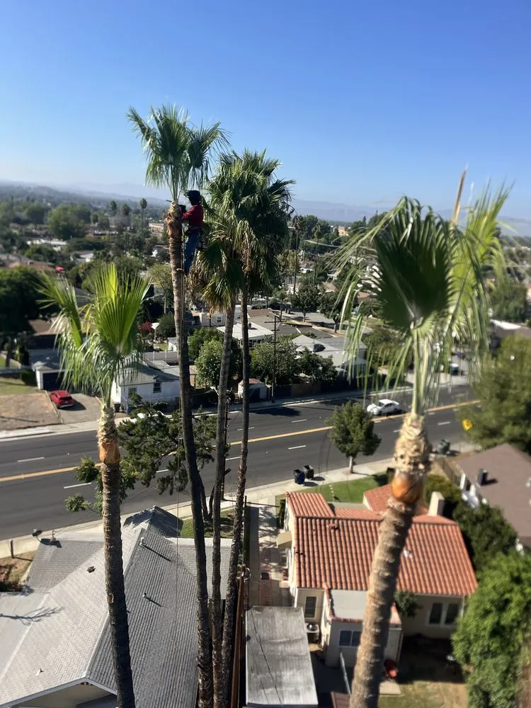 Trusted yard cleanup service for homes in Perris, CA by Perez tree service