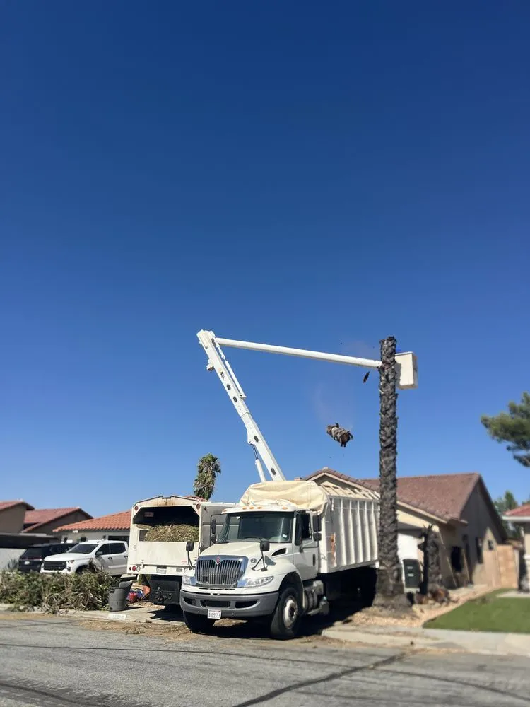 Affordable yard cleanup service for beautiful yards across Perris, CA - Perez tree service