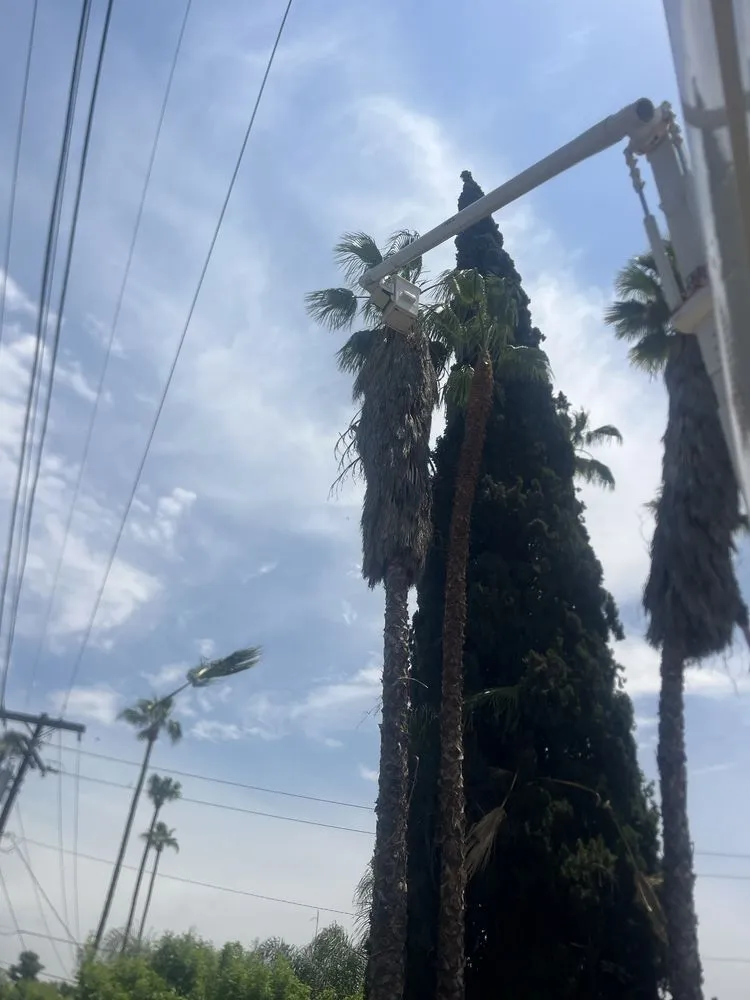 Expert lawn care service for outdoor upgrades in Perris, CA by Perez tree service