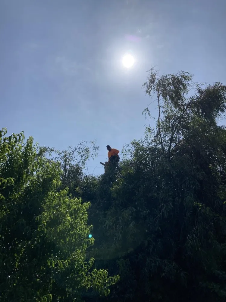 Trusted residential landscaping in South Dos Palos, CA by Perez Tree Service