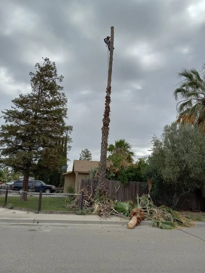 Expert yard maintenance for homes across South Dos Palos, CA - Perez Tree Service