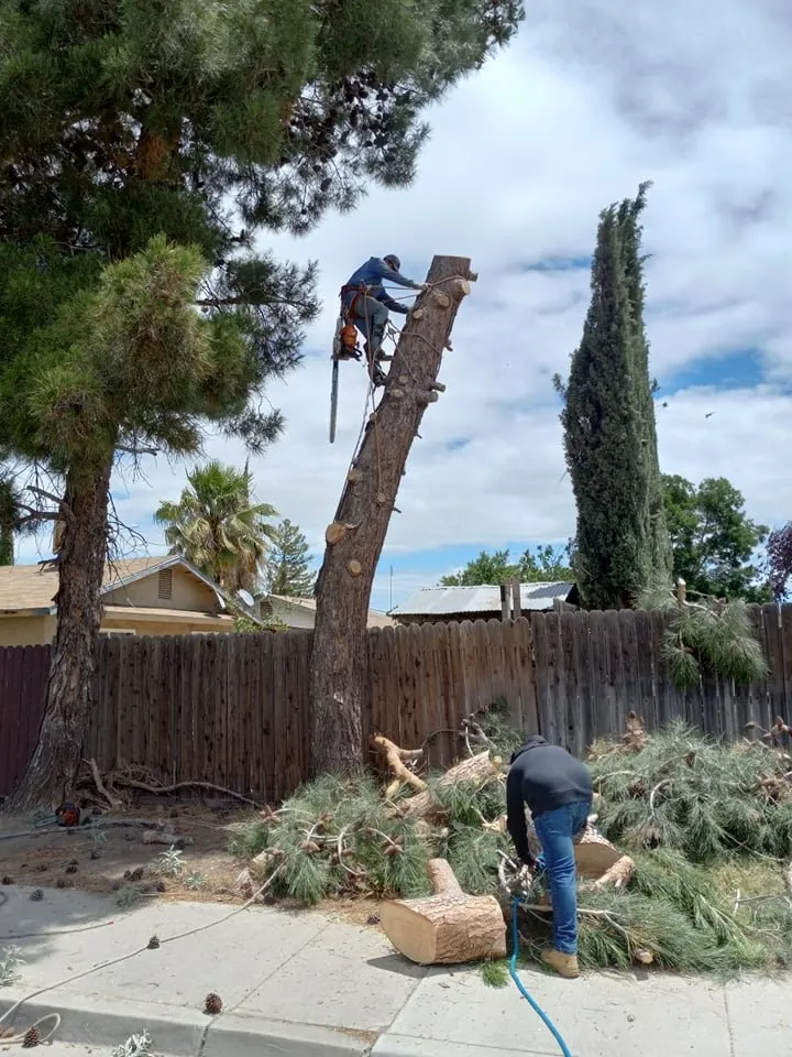 Custom yard maintenance for homes in South Dos Palos, CA by Perez Tree Service