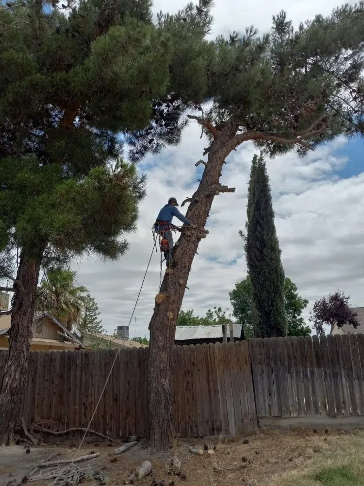 Affordable lawn care service for outdoor upgrades across South Dos Palos, CA - Perez Tree Service