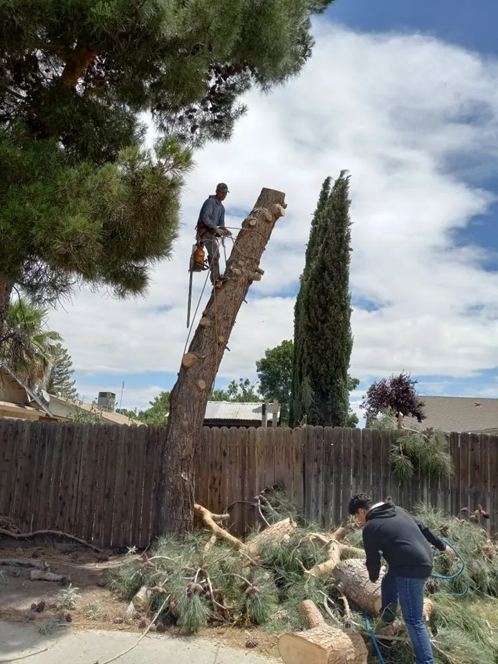 Professional yard cleanup service experts serving South Dos Palos, CA - Perez Tree Service