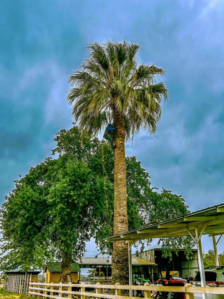 Top-rated lawn mowing service with custom design in South Dos Palos, CA by Perez Tree Service