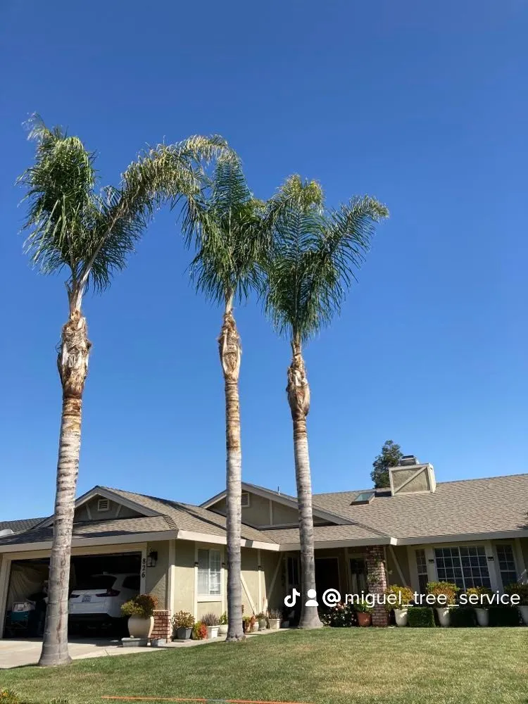 Top-rated landscaping services for beautiful yards across South Dos Palos, CA - Perez Tree Service