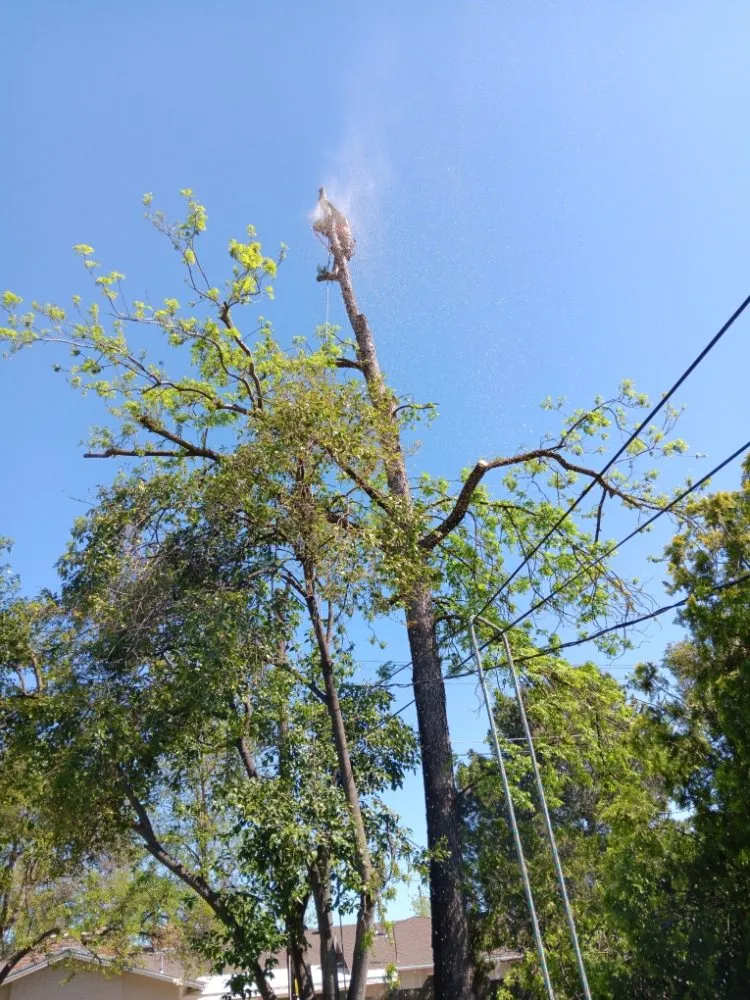 Custom yard maintenance experts serving South Dos Palos, CA - Perez Tree Service