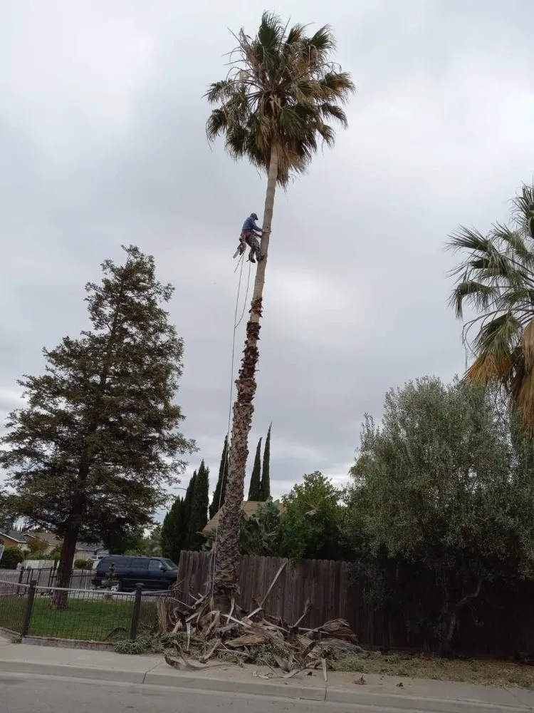 Custom garden landscaping near you in South Dos Palos, CA by Perez Tree Service