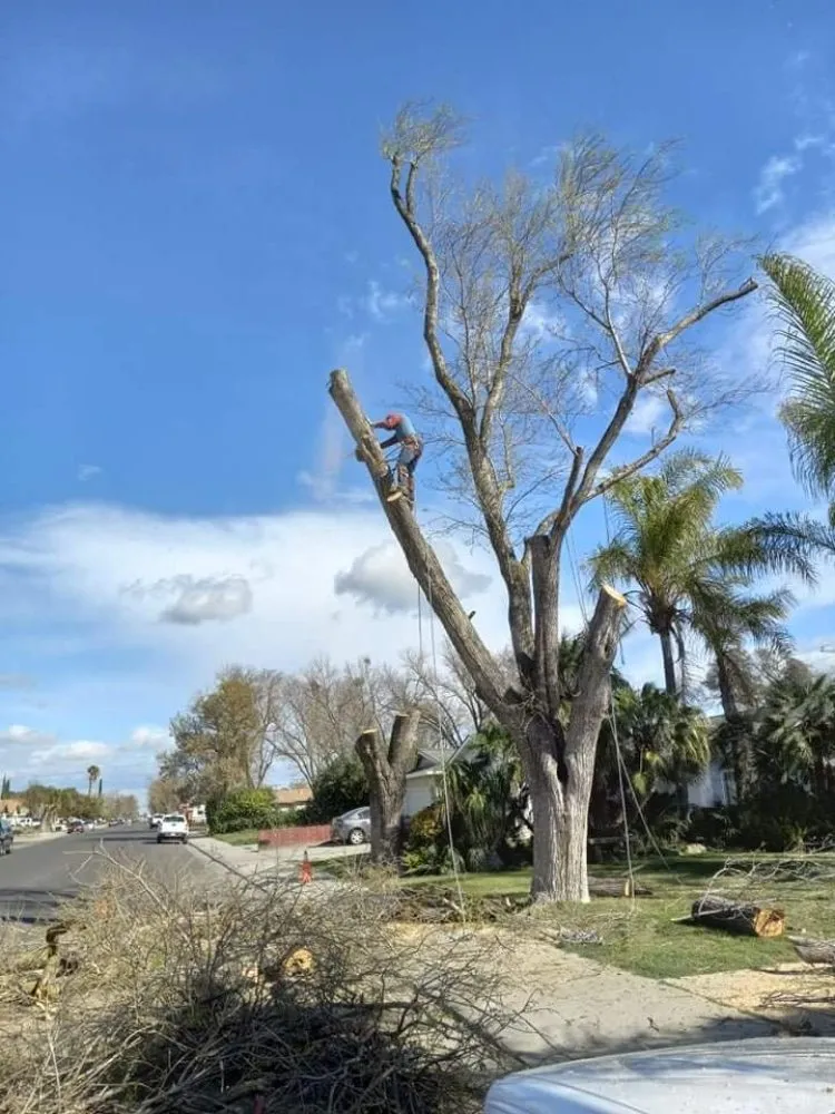 Top-rated lawn mowing service in South Dos Palos, CA by Perez Tree Service