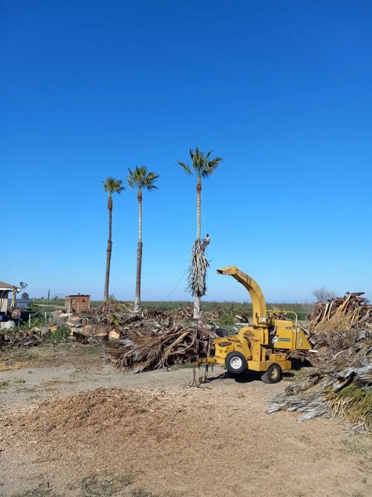 Expert outdoor landscaping for outdoor upgrades in South Dos Palos, CA by Perez Tree Service