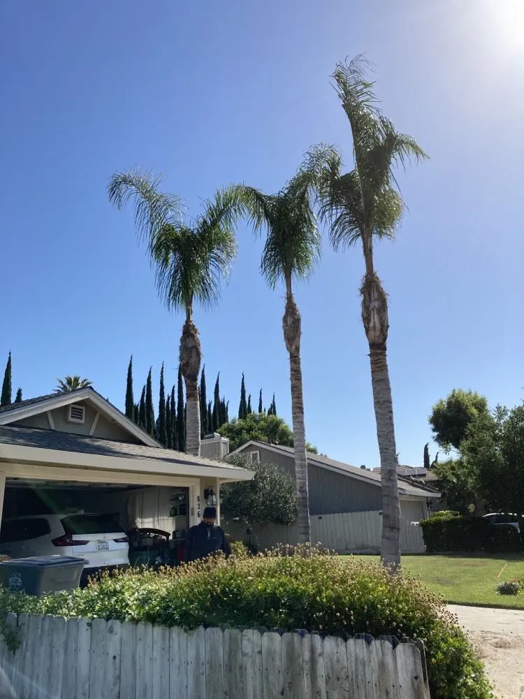 Affordable landscape installation in South Dos Palos, CA - Perez Tree Service