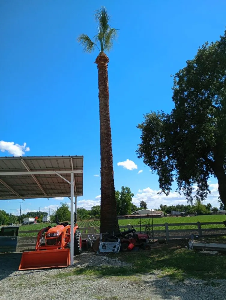 Top-rated residential landscaping in South Dos Palos, CA by Perez Tree Service