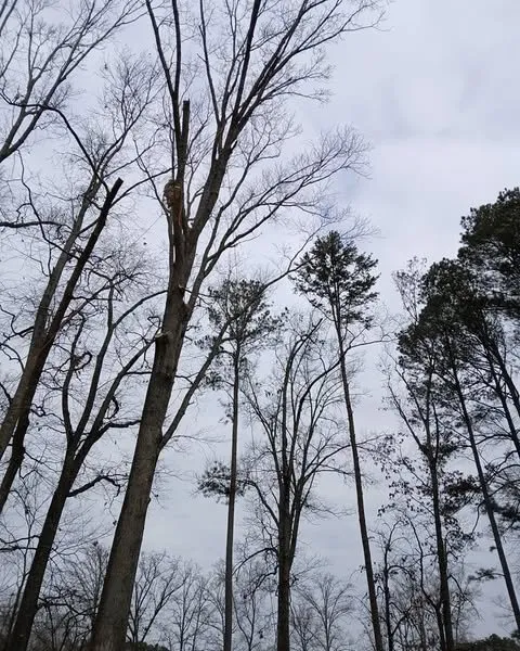 Expert lawn care service for beautiful yards across Cleveland, TN - Perez Tree Services