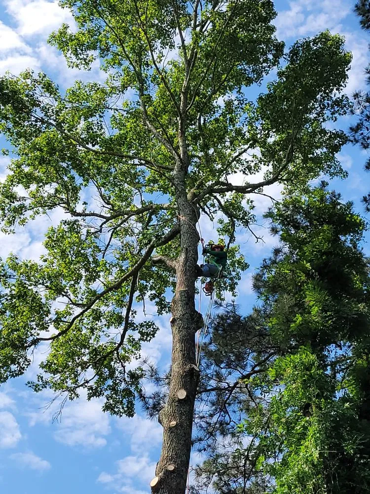 Affordable landscape installation in Cleveland, TN - Perez Tree Services