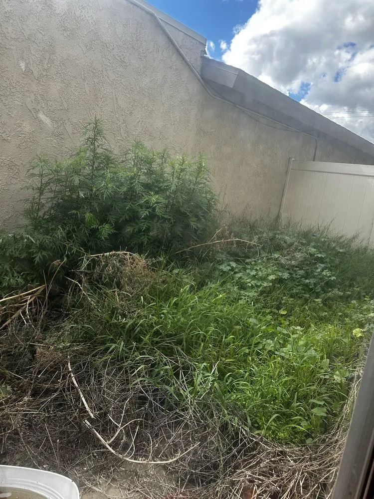 Expert landscaping services for year-round maintenance across Santa Ana, CA - Perezify OC Landscape