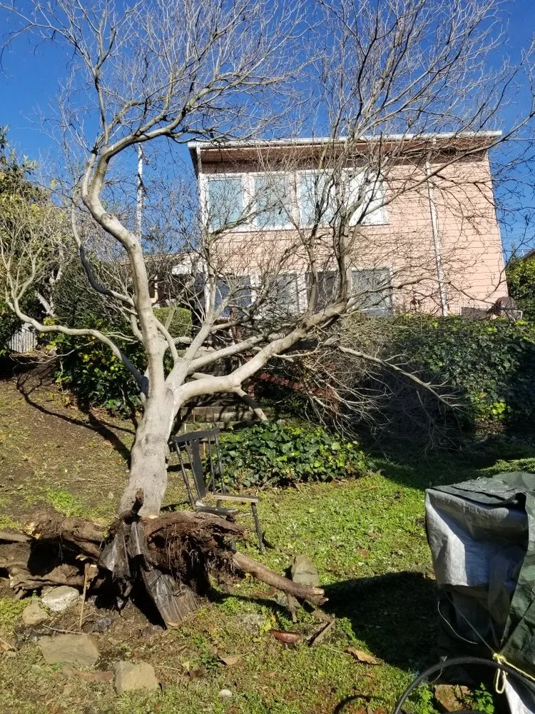 Local landscape installation in Oakland, CA by Perez's Landscaping & Gardening Services