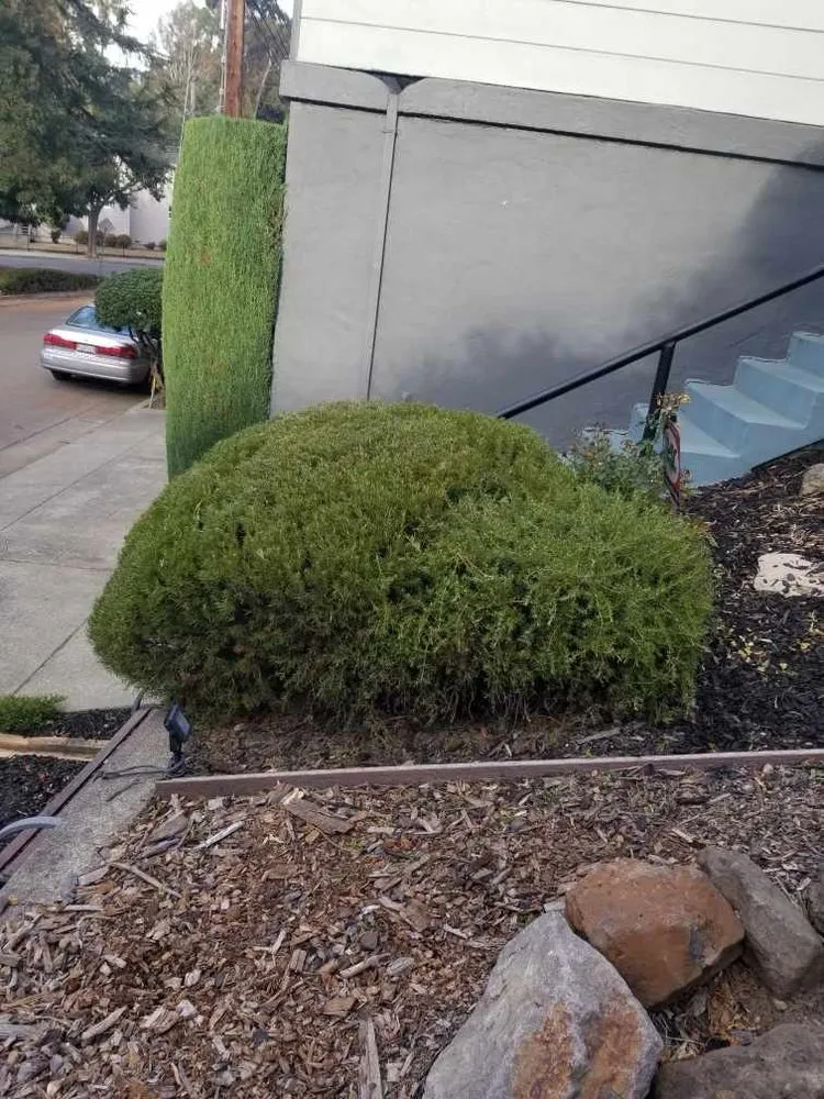 Professional residential landscaping in Oakland, CA by Perez's Landscaping & Gardening Services