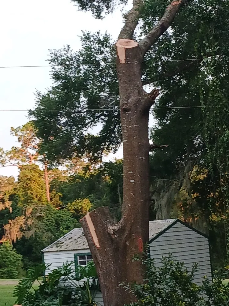 Reliable lawn care service in Citrus Springs, FL by Perfect Cut Lawn & Tree