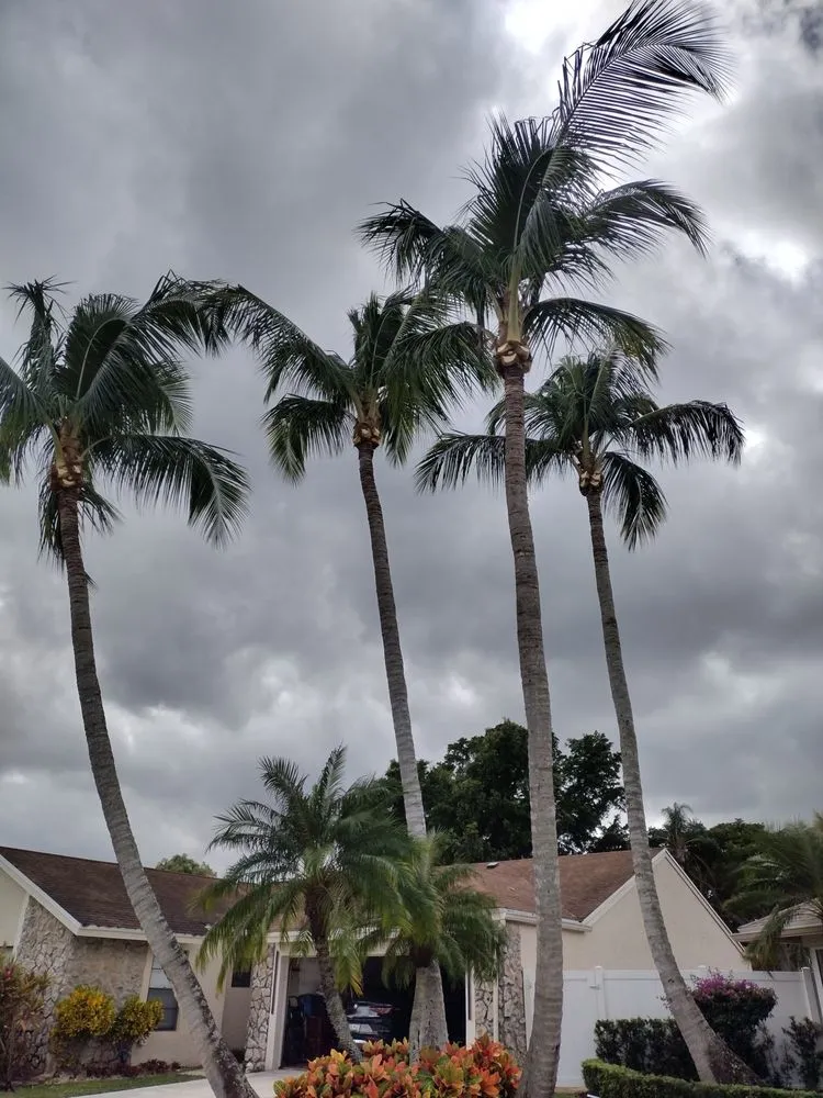Custom yard cleanup service for outdoor upgrades across Lake Worth Beach, FL - Perfect Cut Tree Landscaping
