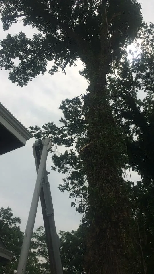 Trusted yard cleanup service experts serving Cincinnati, OH - Perfect Cut Tree Service