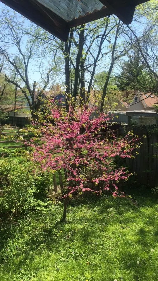 Expert lawn care service experts serving Cincinnati, OH - Perfect Cut Tree Service