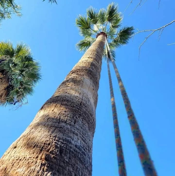 Reliable yard maintenance in Indiantown, FL - Perfect Garden MM & Tree Service