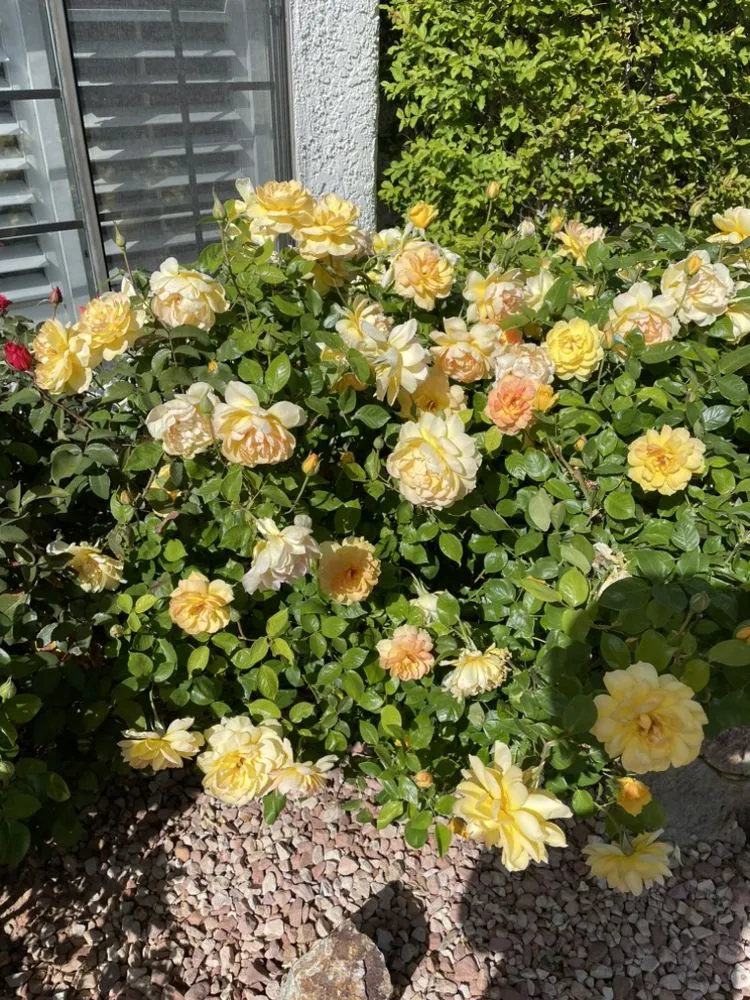 Custom yard maintenance in Las Vegas, NV - Perfect Garden Services