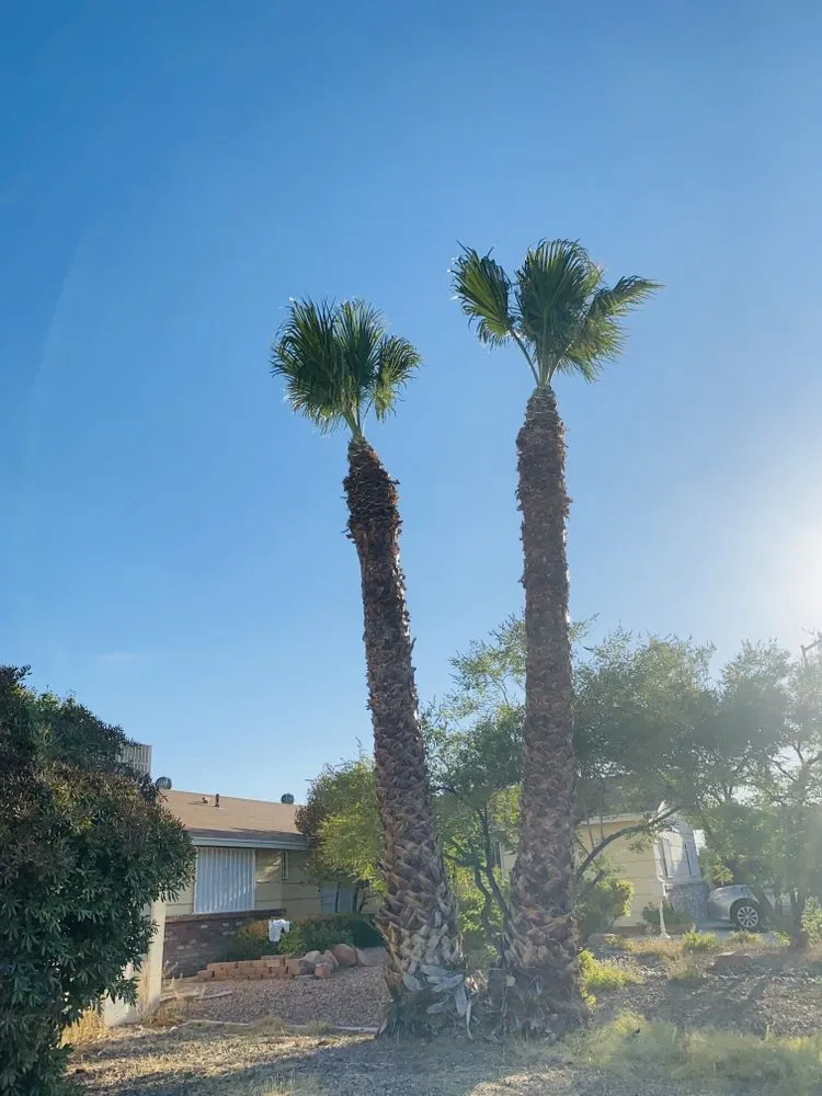 Affordable lawn mowing service in Las Vegas, NV - Perfect Garden Services