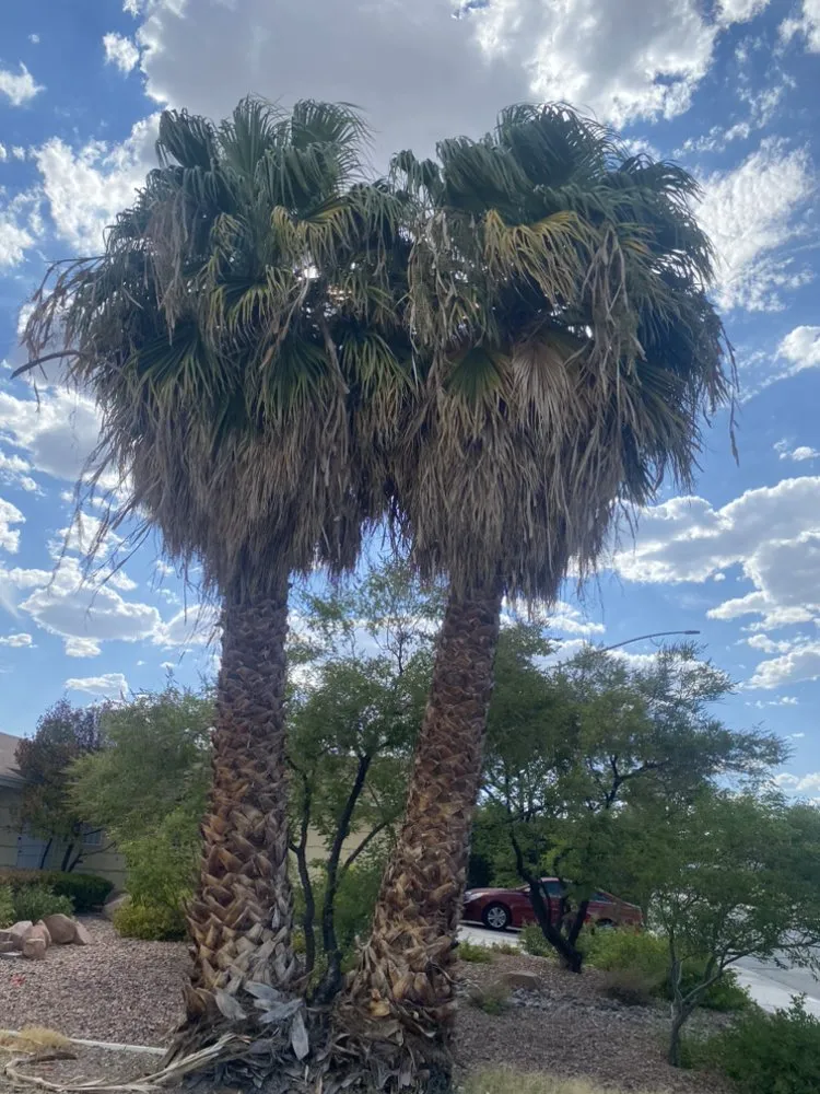 Reliable landscape installation experts serving Las Vegas, NV - Perfect Garden Services