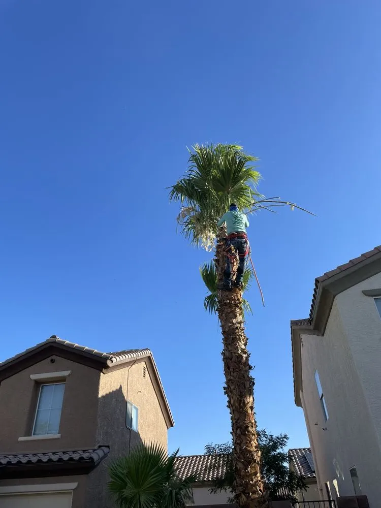 Affordable yard cleanup service in Las Vegas, NV by Perfect Garden Services