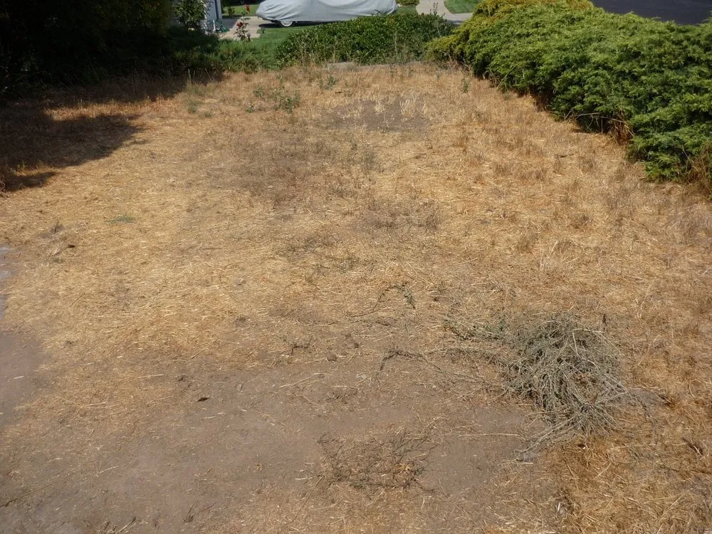 Local lawn mowing service in San Jose, CA by Perfect Green Landscaping