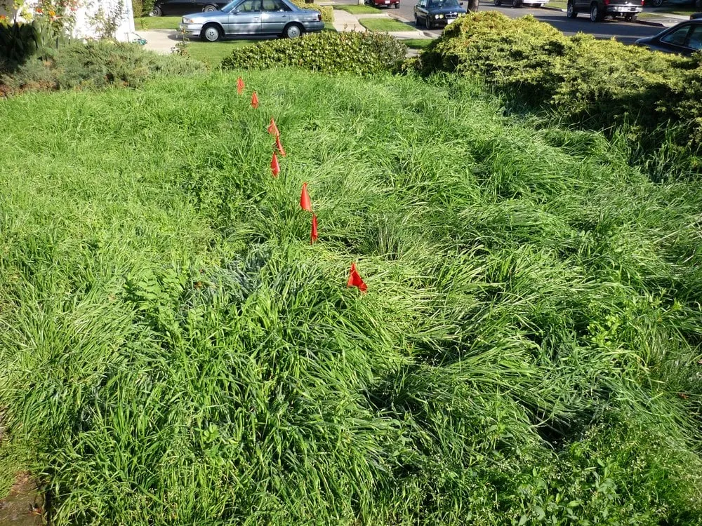 Professional yard maintenance for homes in San Jose, CA by Perfect Green Landscaping