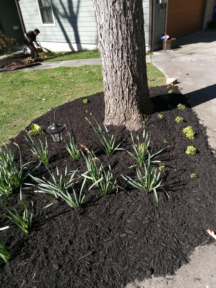 Local lawn mowing service near you in Knoxville, TN by Perfect Landscaping