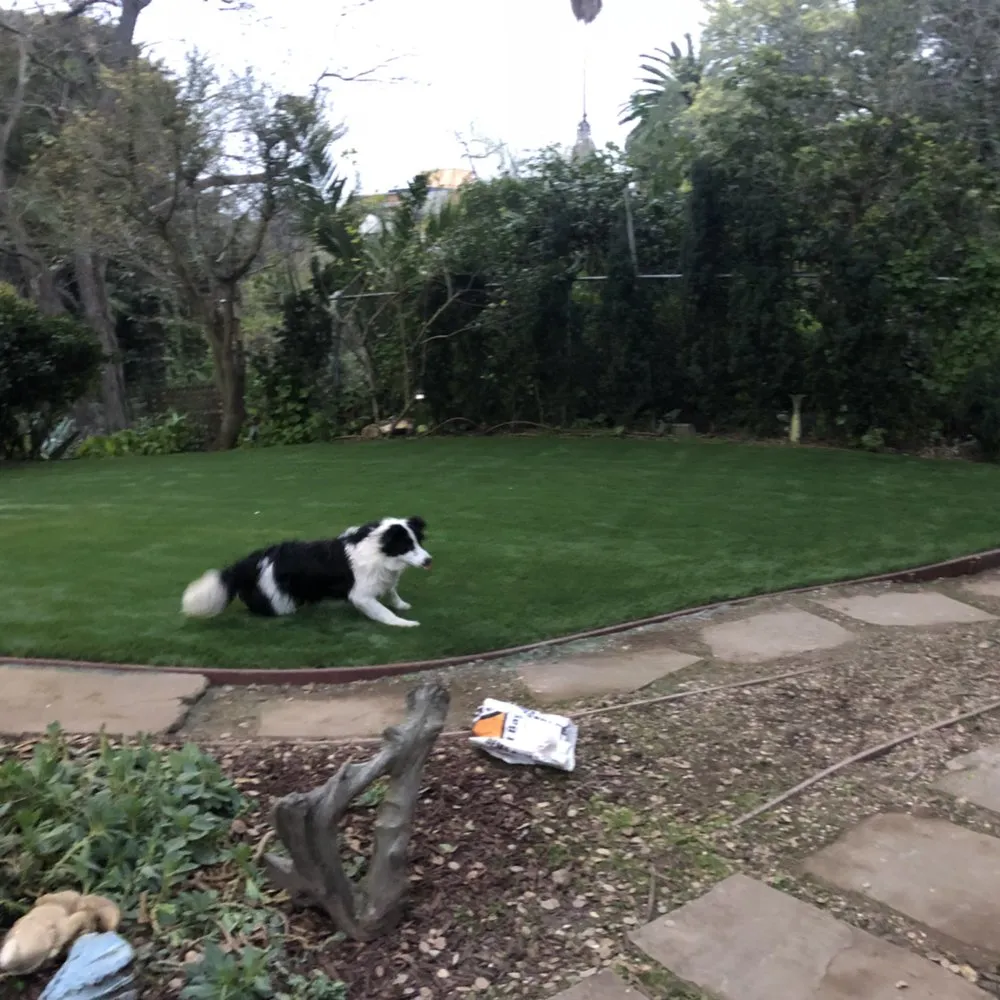 Trusted yard maintenance in Berkeley, CA by Perfect Landscaping Services