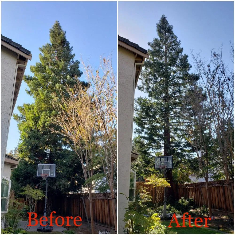 Trusted yard cleanup service in Berkeley, CA by Perfect Landscaping Services