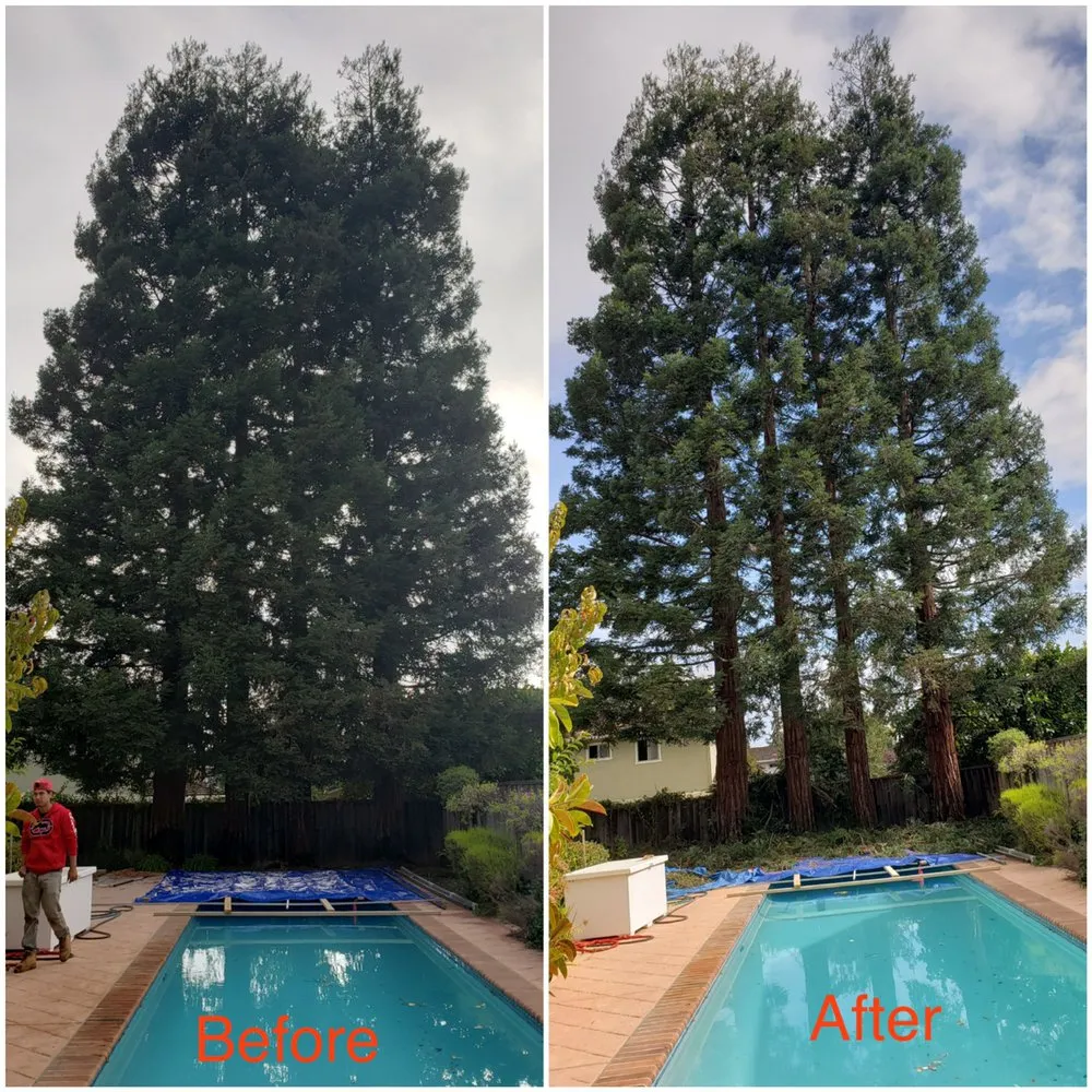 Affordable landscaping services in Berkeley, CA - Perfect Landscaping Services