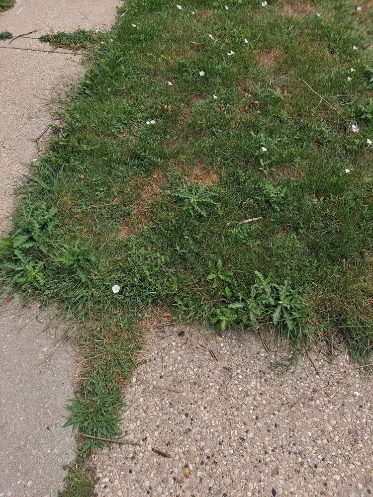 Trusted yard cleanup service in Mount Prospect, IL - Perfect Lawn & Snow Removal