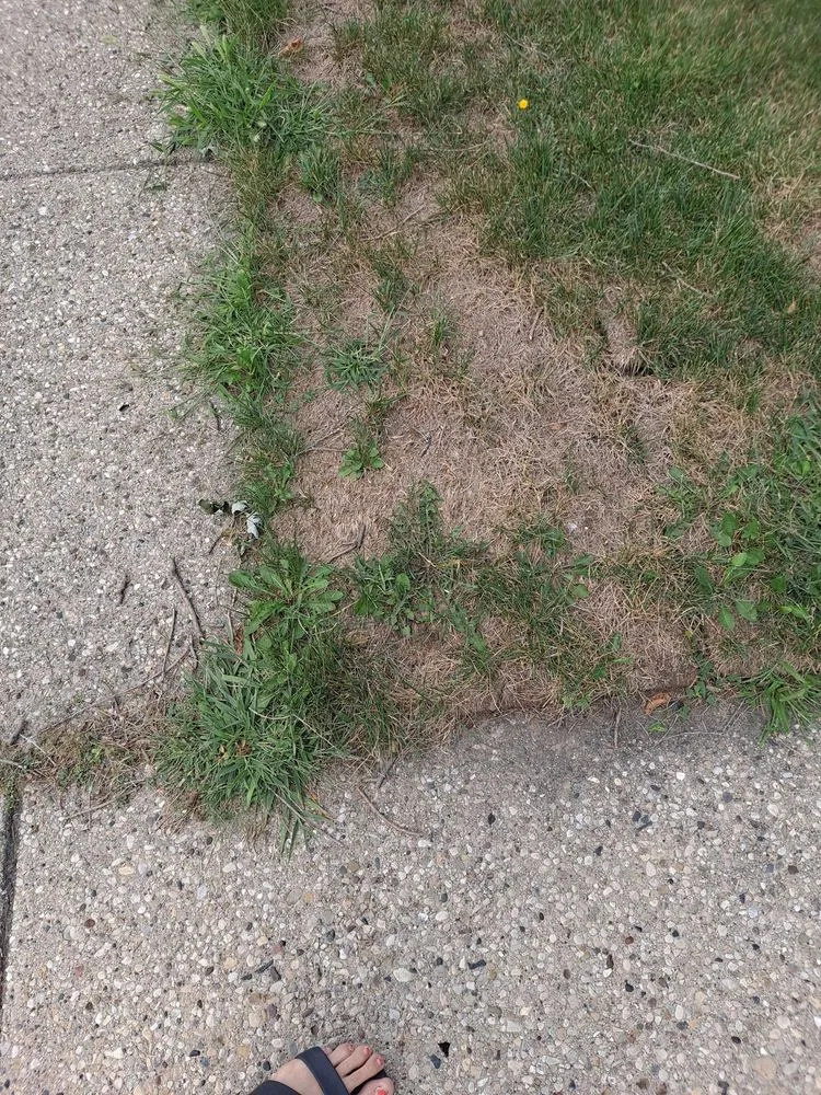 Professional outdoor landscaping in Mount Prospect, IL - Perfect Lawn & Snow Removal