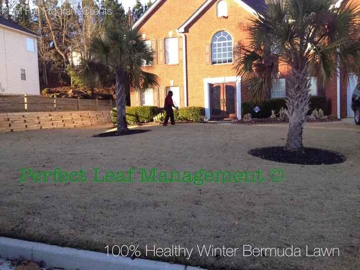 Professional yard cleanup service experts serving Conyers, GA - Perfect Leaf Management