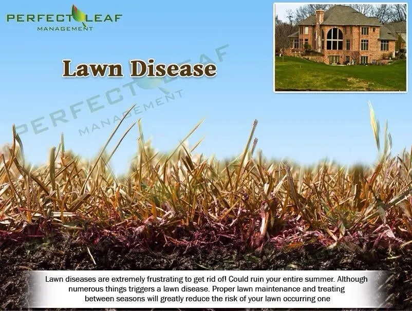 Trusted landscape installation in Conyers, GA by Perfect Leaf Management